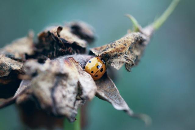 短篇小说:天价翡翠镯子谜案(一)