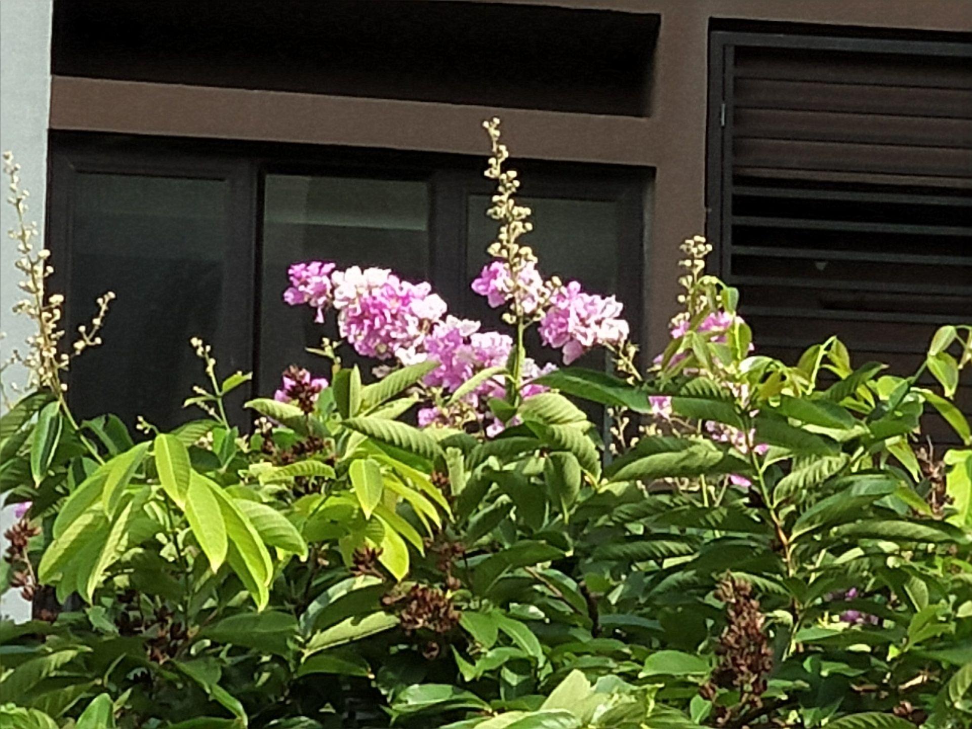 oppor11值得买二手,oppor11好用吗值得入手吗