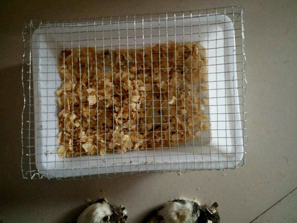 网上买花枝鼠会不会死掉,花枝鼠刚买回来什么状态