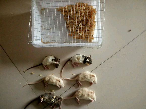 网上买花枝鼠会不会死掉,花枝鼠刚买回来什么状态