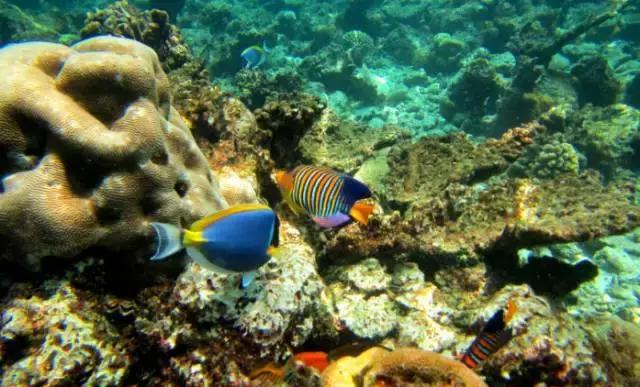 马来西亚五日游吉隆坡槟城仙本那,马来西亚仙本那和槟城哪个值得去