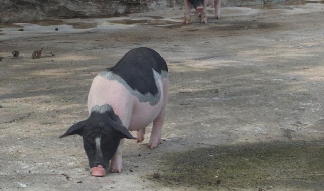 今年下半年养什么东西行情最好,钱景养殖方法