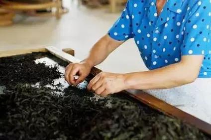 对于岩茶,拣茶梗究竟有多重要?