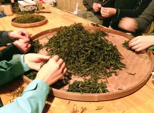 对于岩茶,拣茶梗究竟有多重要?