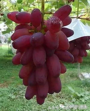 有种葡萄园，卖的不是产品，而是特色