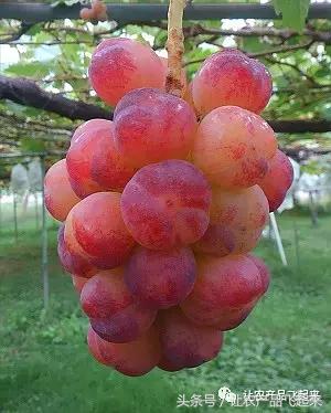 有种葡萄园，卖的不是产品，而是特色