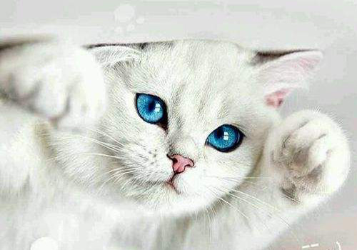 小猫咪食量突然增大,小猫咪怎么学会控制食量