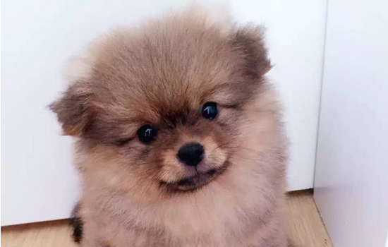 博美不吃狗粮吃正常饭,博美不掉毛狗粮怎么喂好