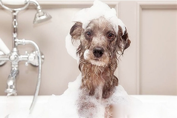 狗狗毛发干枯粗糙怎么办用护毛素,狗狗毛发毛躁怎么护毛