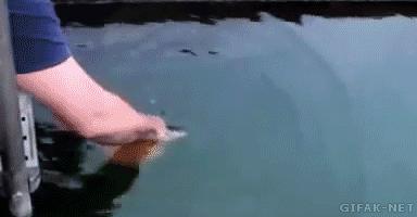 兔子弹跳动态图,gif一张图告诉你兔子的弹跳力