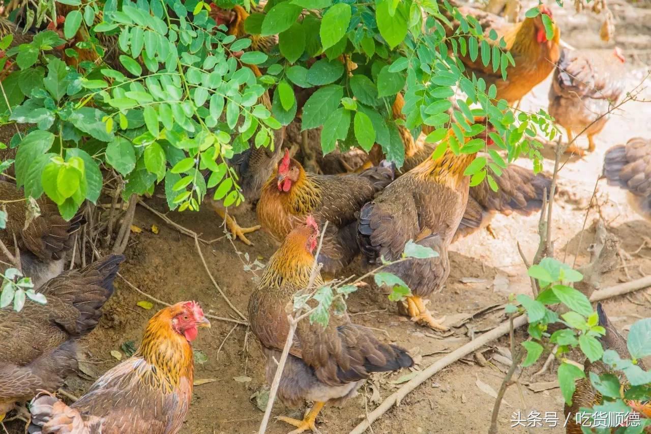 高明可以摘水果的农庄,高明60亩农庄