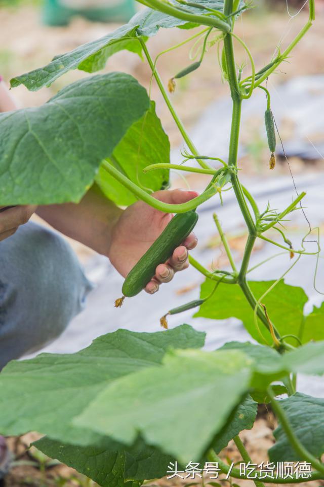 高明可以摘水果的农庄,高明60亩农庄