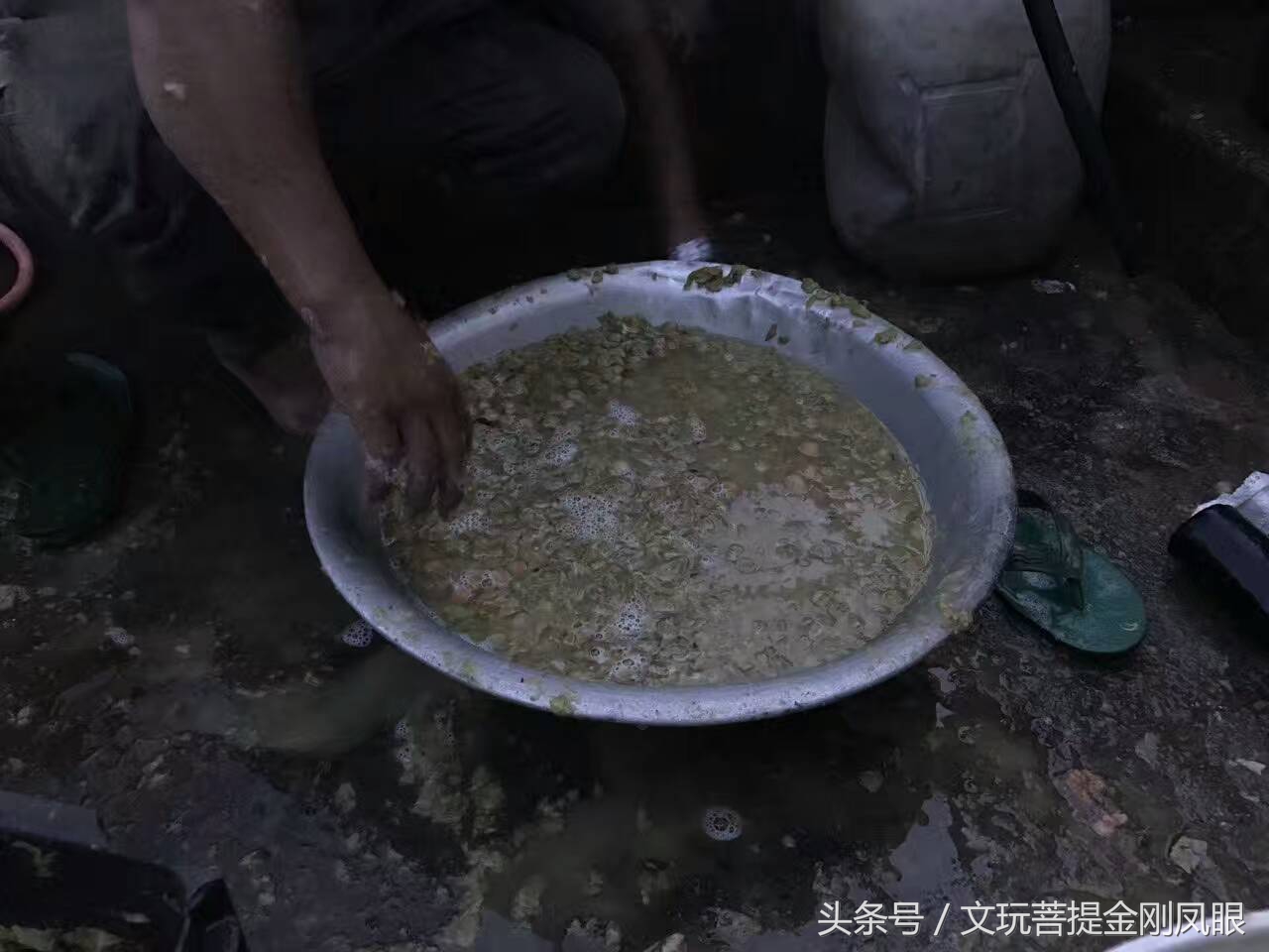 凤眼菩提从下树所有工序,千眼菩提开果过程