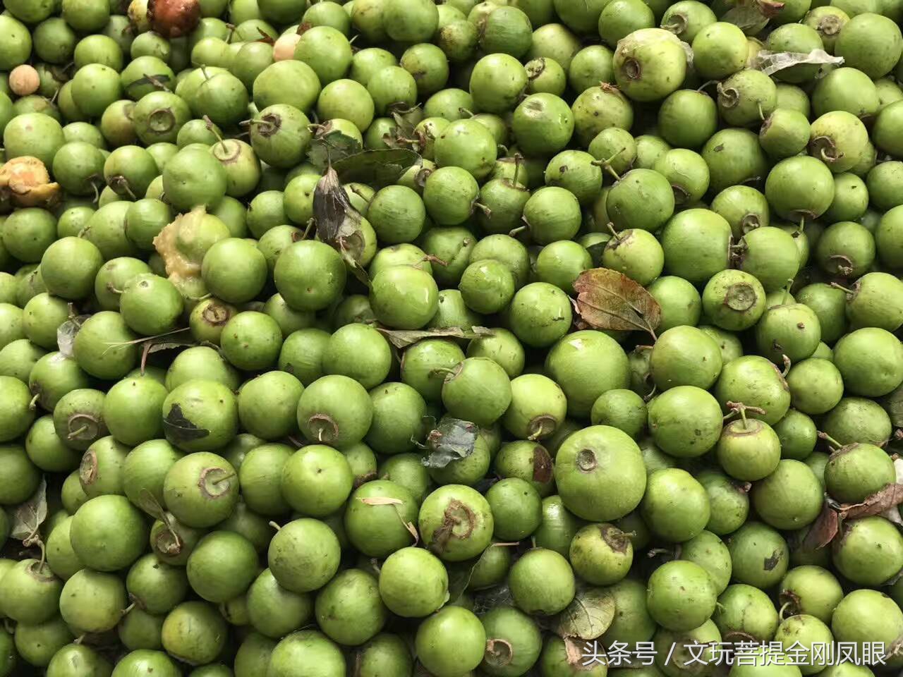 凤眼菩提从下树所有工序,千眼菩提开果过程