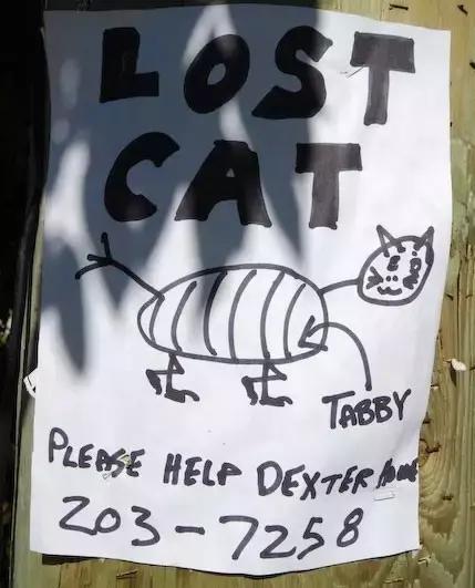 汪星人看约克犬,汪星人看到大批喵星人