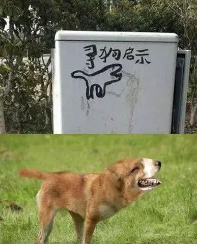 汪星人看约克犬,汪星人看到大批喵星人