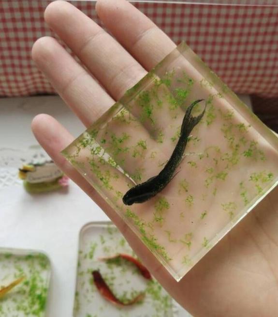 小小的金鱼死了怎么才能救活,彩色的金鱼死了还可以救活吗