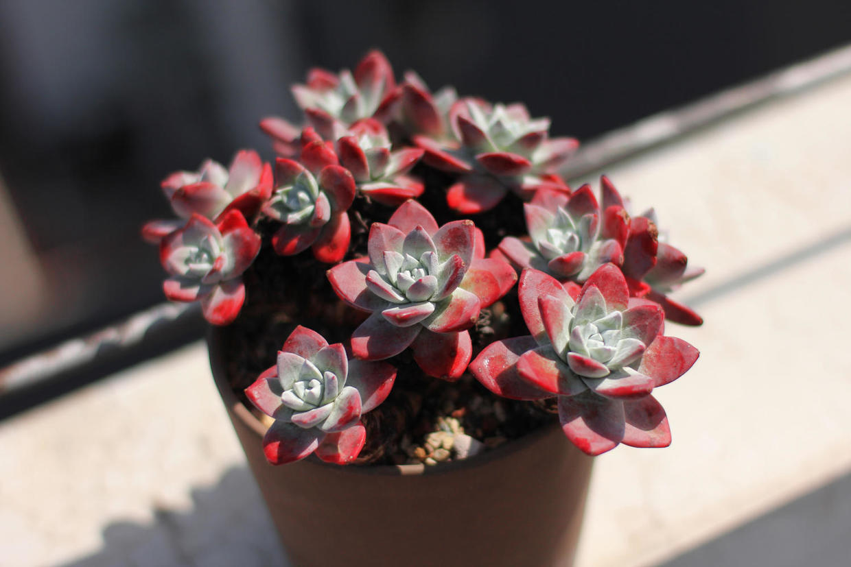 多肉除甲醛最有效的方法,多肉除甲醛最好的方法