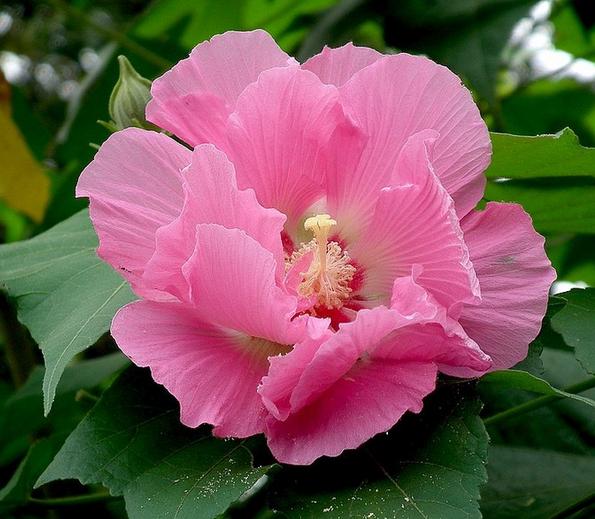 你是几月出生的就开什么花,猜猜你是什么样的花