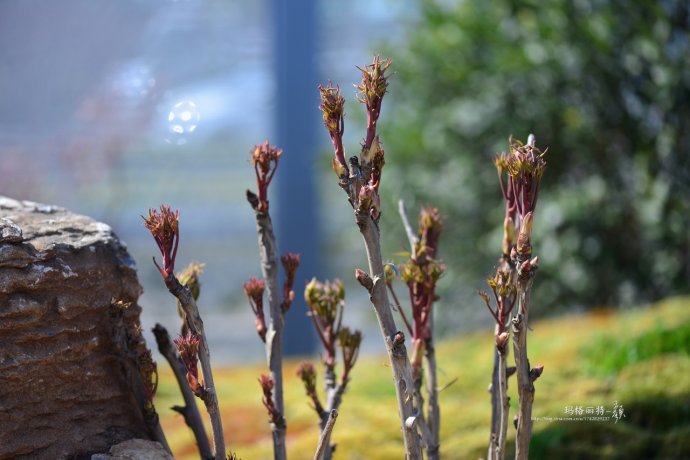 鎷滆涓滅鑽夊爞,鑺卞洯鎷滆