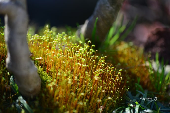 鎷滆涓滅鑽夊爞,鑺卞洯鎷滆