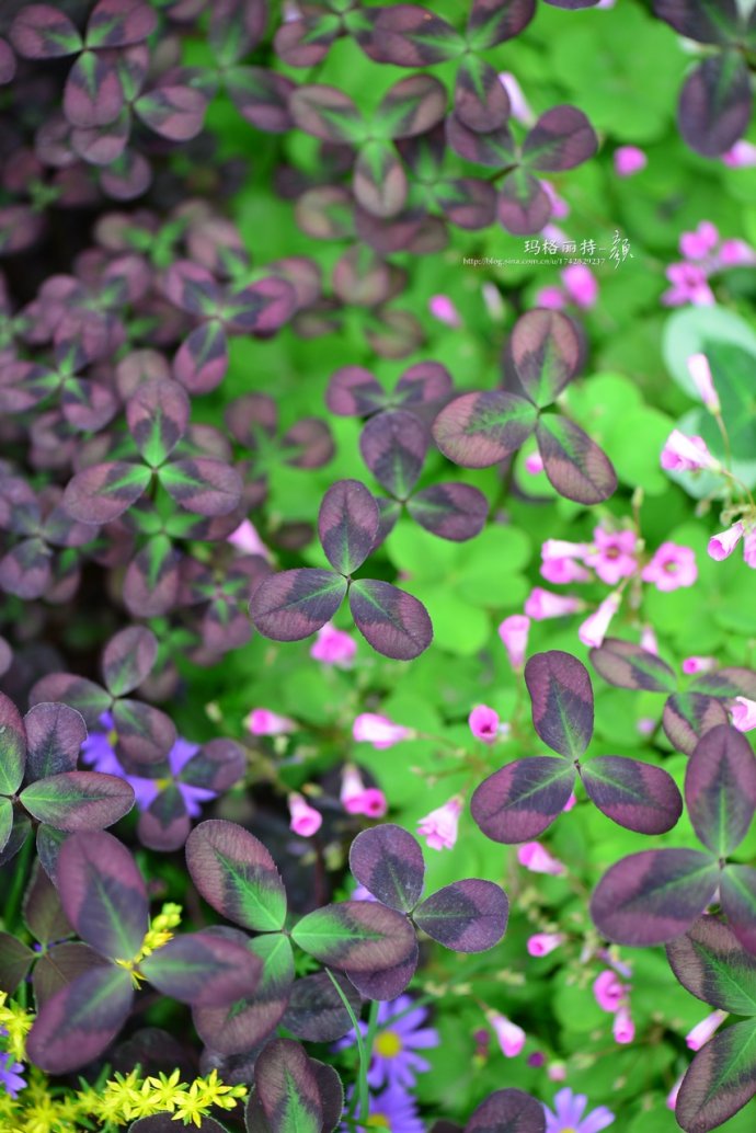 鎷滆涓滅鑽夊爞,鑺卞洯鎷滆