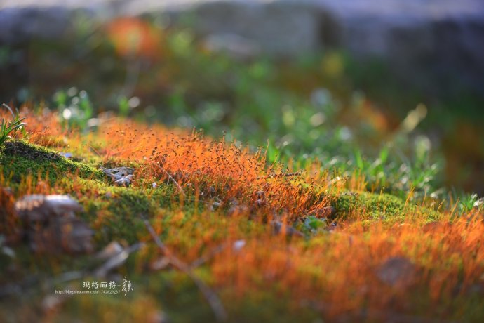 鎷滆涓滅鑽夊爞,鑺卞洯鎷滆