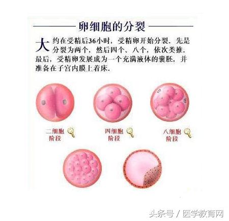 胎儿发育过程视频,胎儿发育全过程图