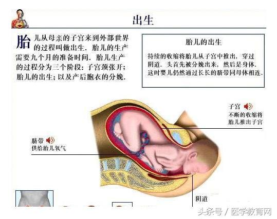 胎儿发育过程视频,胎儿发育全过程图