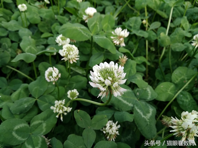 nubiaz17mini双卡功能,nubiaz17minis和z17mini