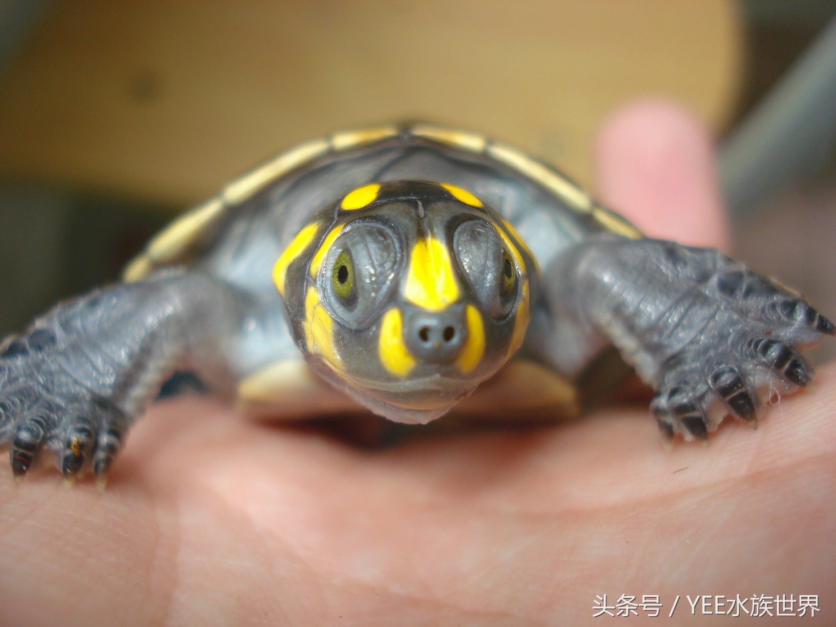 忍者神龟卡通动画,卡通忍者神龟