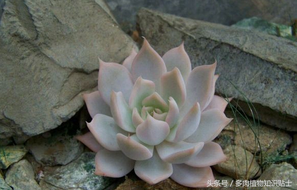 多肉杂交的培育方法,培育多肉