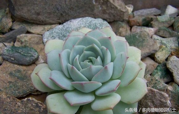 多肉杂交的培育方法,培育多肉