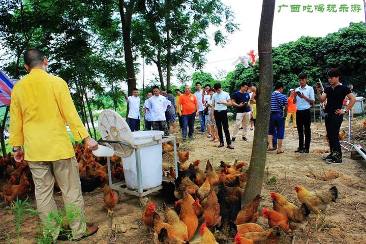 游机鸡是什么东西?吸引一群厨王跑到南宁农村吃