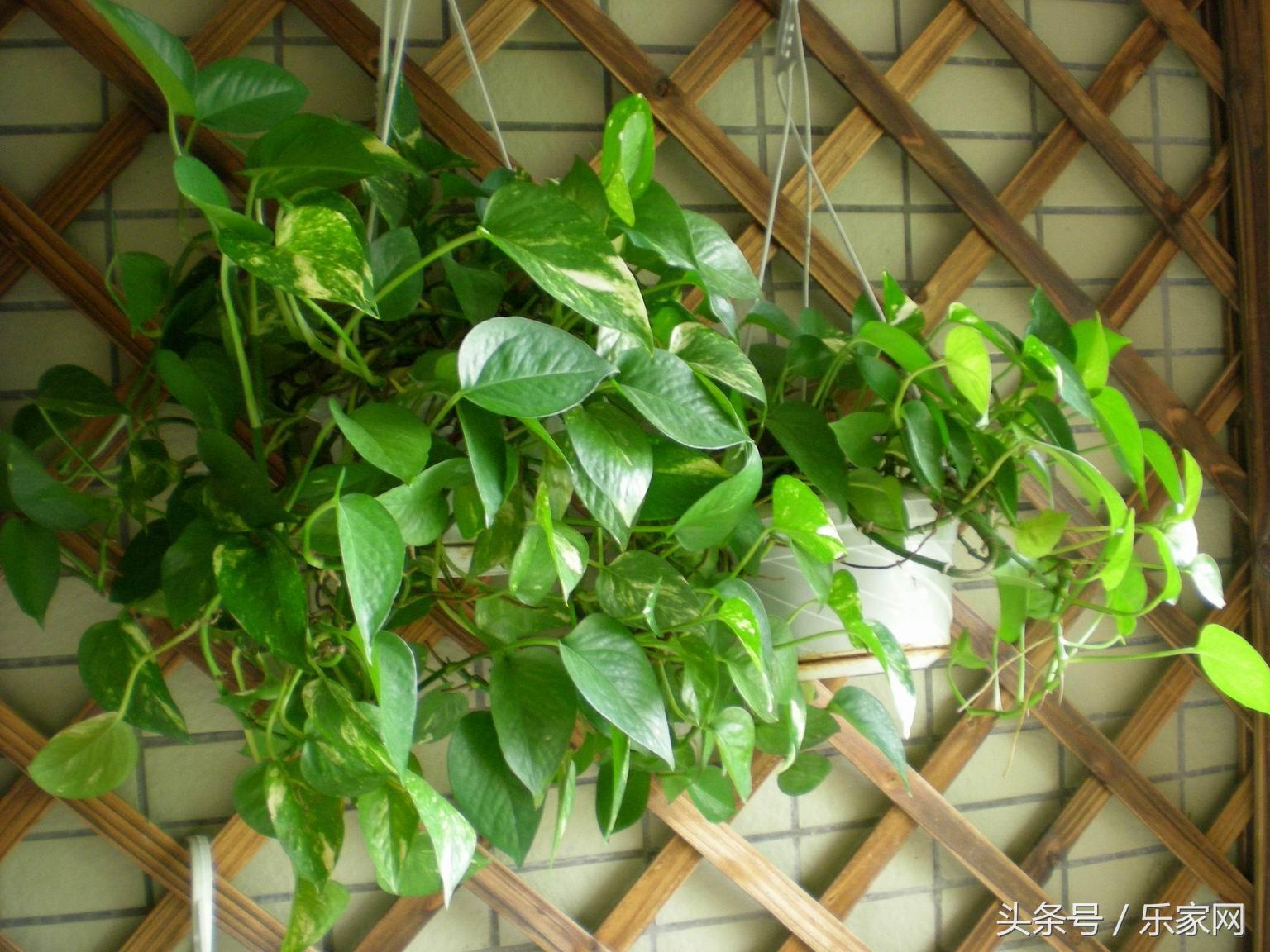 新房真正除甲醛的好办法有哪些,新房除甲醛到底怎样做才好