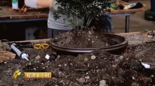 小盆栽生意赚钱吗,小盆栽几万块