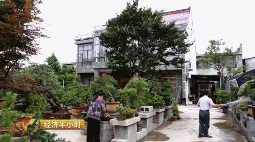 小盆栽生意赚钱吗,小盆栽几万块