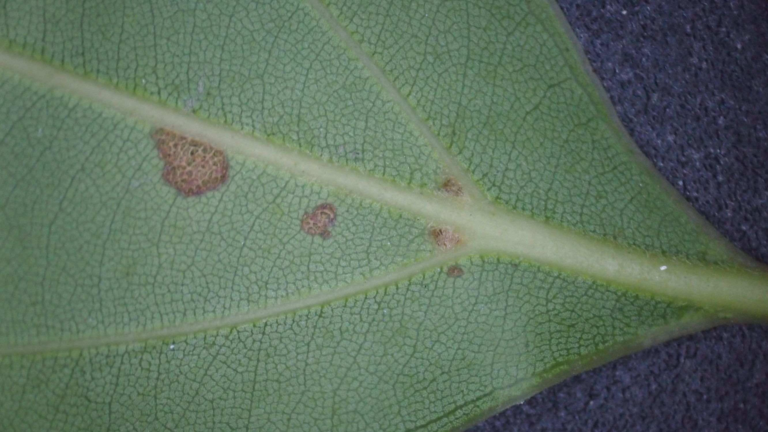 樟脑香气扑鼻,樟字名字意义