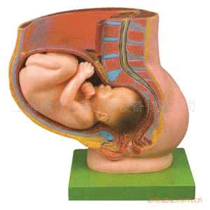 想要顺产，如何有一个好骨盆？