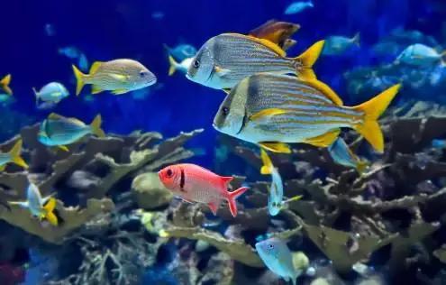 马来西亚五日游吉隆坡槟城仙本那,马来西亚仙本那和槟城哪个值得去