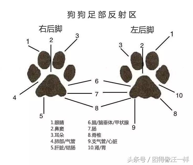 狗狗爪爪的杂毛要不要清理,怎么护理狗狗的爪爪