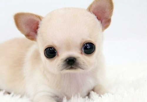 吉娃娃拉稀怎么办,吉娃娃拉稀黄水