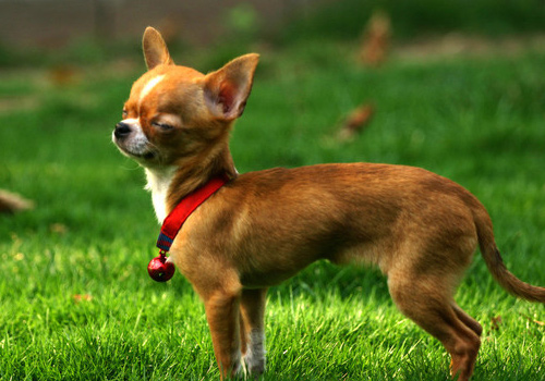 吉娃娃拉稀怎么办,吉娃娃拉稀黄水