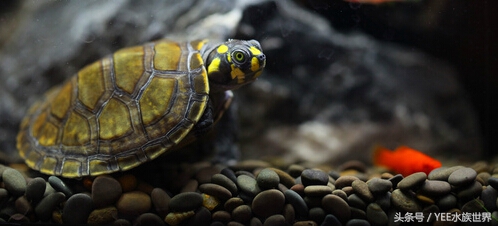 忍者神龟卡通动画,卡通忍者神龟