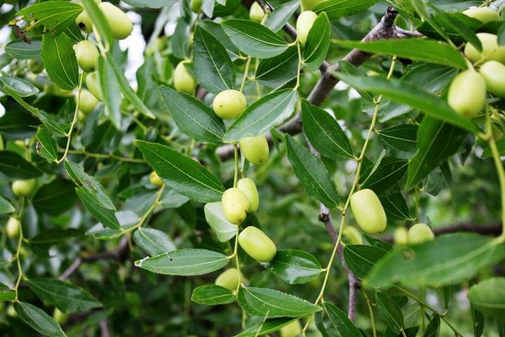 游机鸡是什么东西?吸引一群厨王跑到南宁农村吃