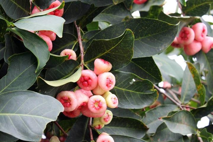 游机鸡是什么东西?吸引一群厨王跑到南宁农村吃