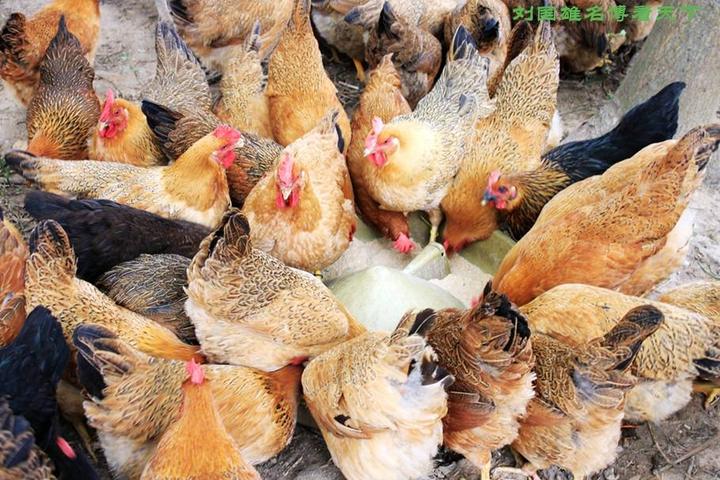 游机鸡是什么东西?吸引一群厨王跑到南宁农村吃