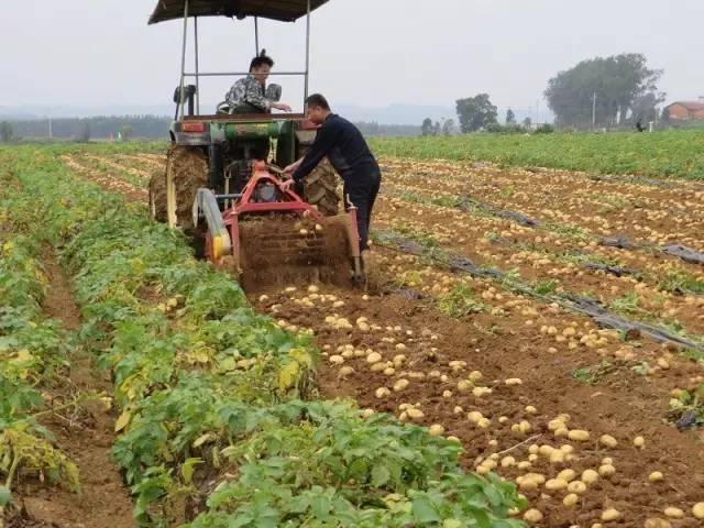 国家推进马铃薯主粮化影响,中国农业经历了几次主粮改革