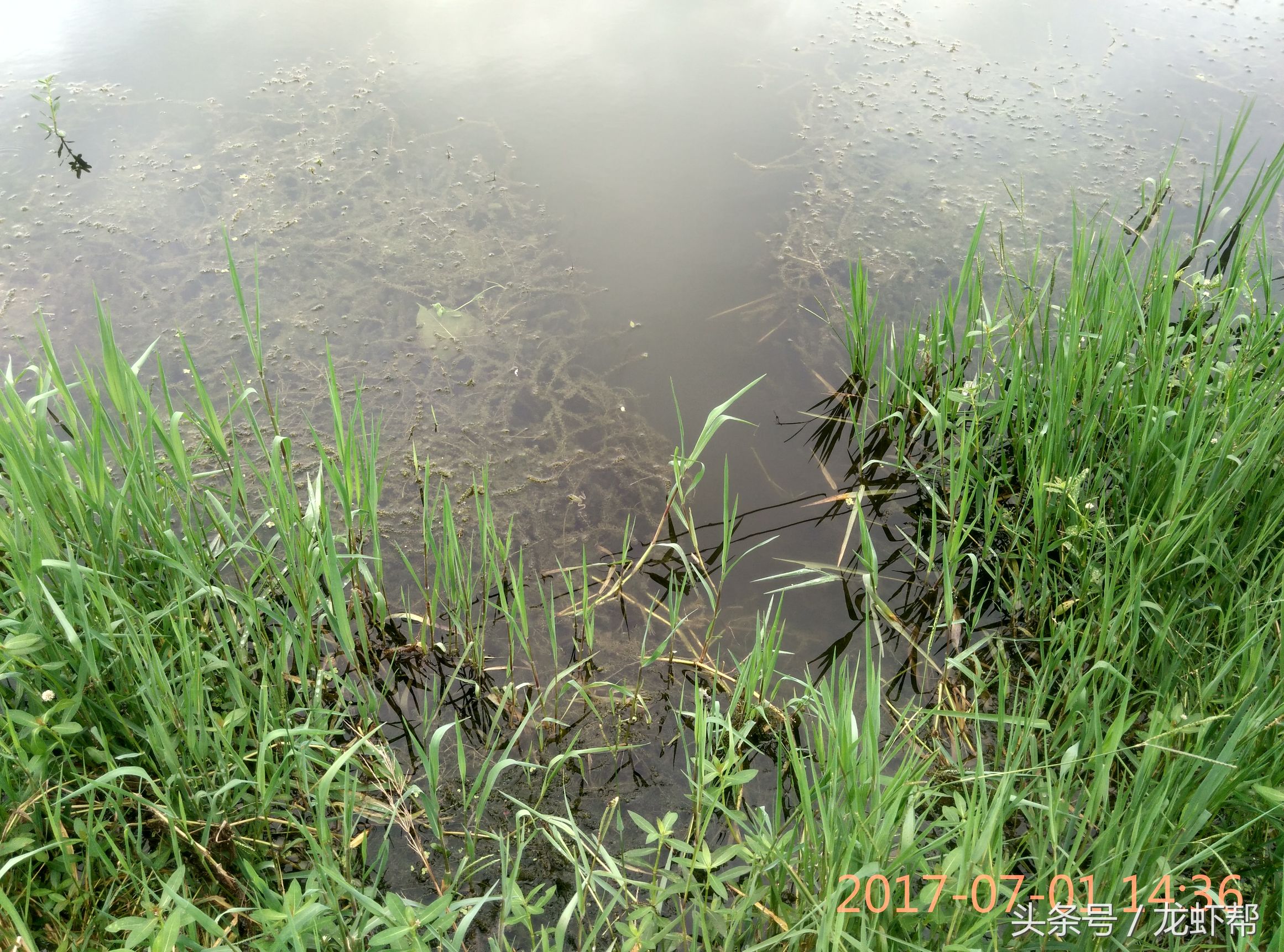 这简直是小龙虾养殖户的恶梦，看了就头痛，俗称铁虾，丁虾形成的原因，你还不看过来吗！
