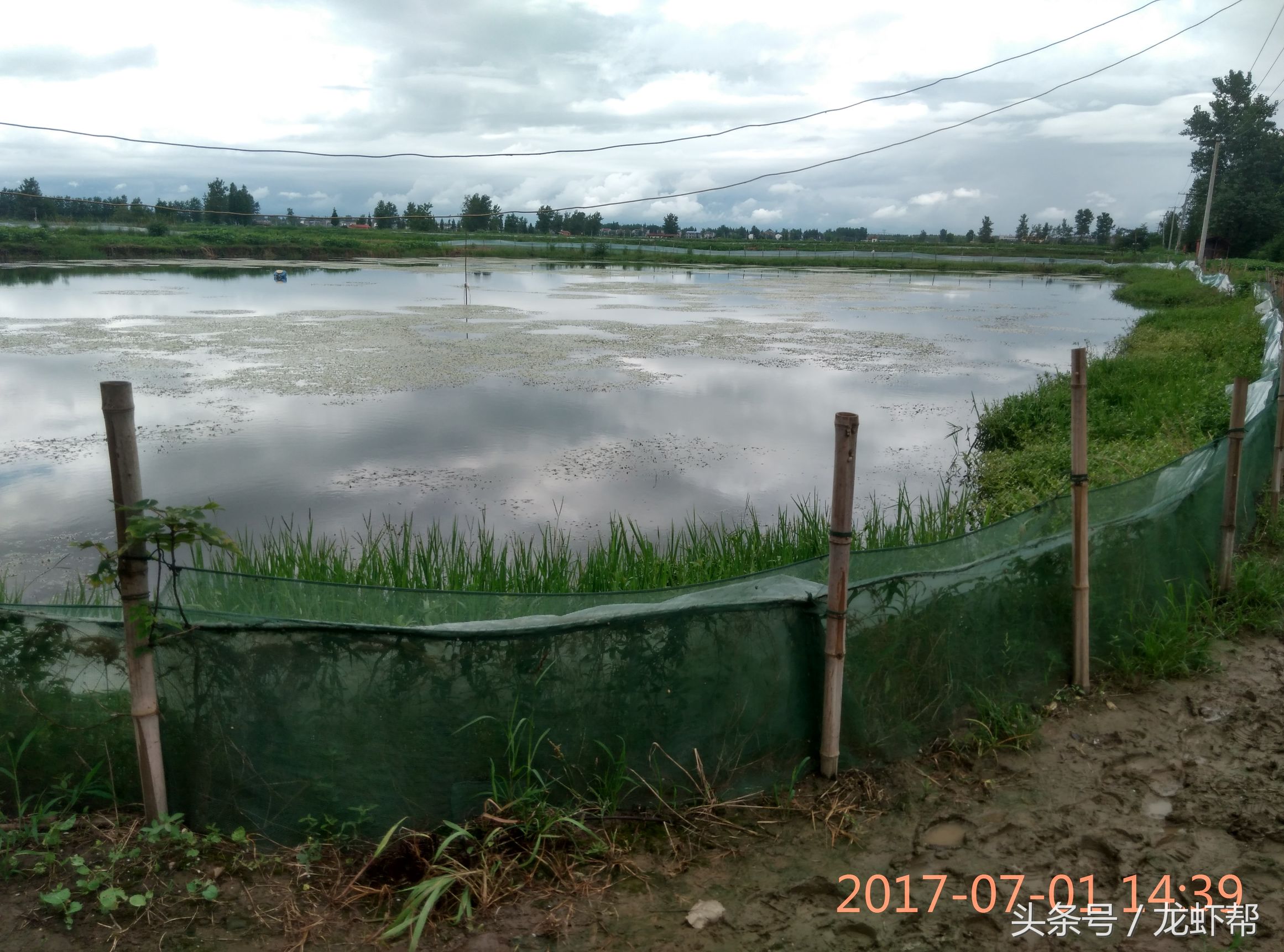 这简直是小龙虾养殖户的恶梦，看了就头痛，俗称铁虾，丁虾形成的原因，你还不看过来吗！